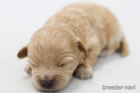 成約済の神奈川県のマルプー:マルチーズ×トイプードル-349633の3枚目